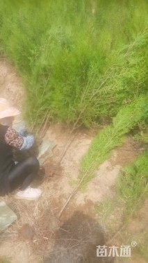 高度150厘米侧柏