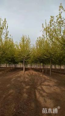 12公分金叶复叶槭