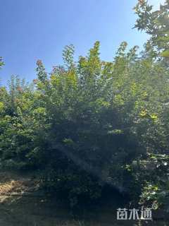 高度400厘米丛生五角枫