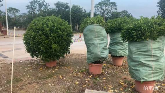 高度80厘米非洲茉莉