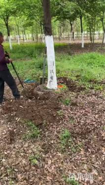 13公分朴树