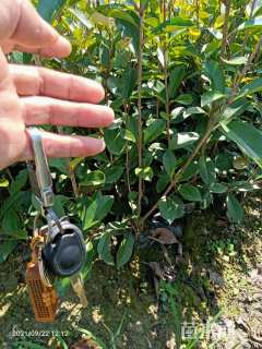 0.2公分红叶石楠