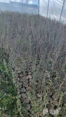 高度65厘米沙棘