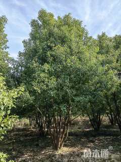 60公分(5杆)丛生香樟