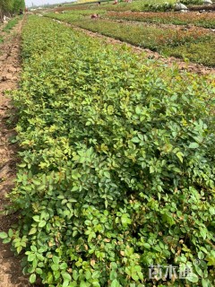 35厘米藤本月季