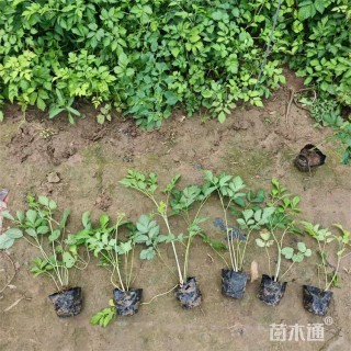 高度20厘米落新妇
