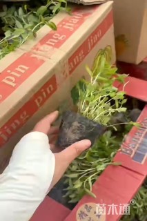 高度15厘米千屈菜