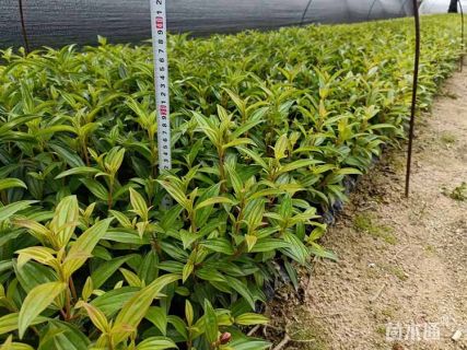 高度20厘米巴西野牡丹