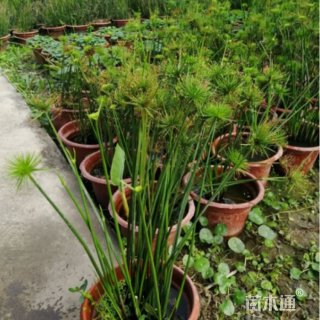 高度35厘米纸莎草