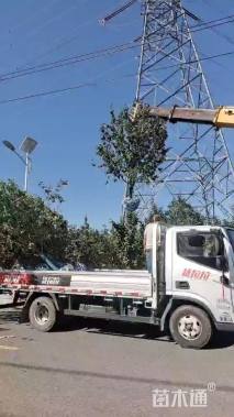 12公分八棱海棠