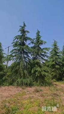 高度800厘米雪松