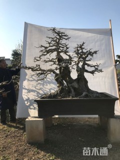 20公分对节白蜡