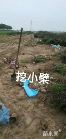 高度50厘米紫叶小檗