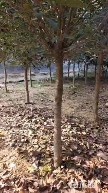 8公分桂花