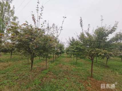 10公分日本红枫