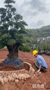 高度150厘米金弹子