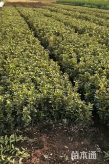 高度40厘米金边黄杨