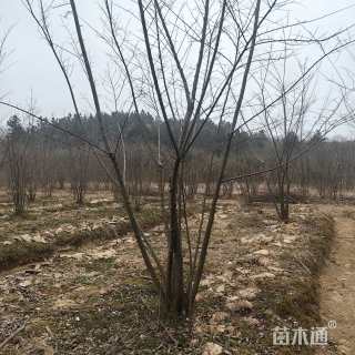 高度350厘米丛生朴树小苗