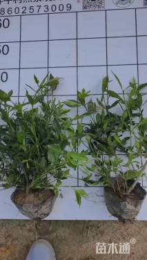 高度30厘米中叶栀子