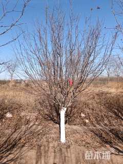 13公分绚丽海棠