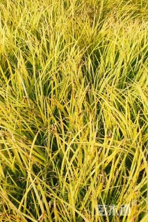 高度20厘米金线菖蒲