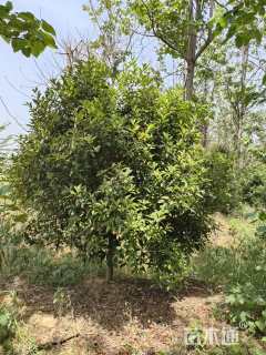 高度200厘米丛生红叶石楠