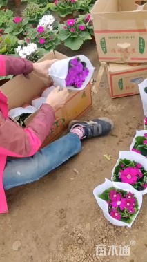 高度40厘米瓜叶菊