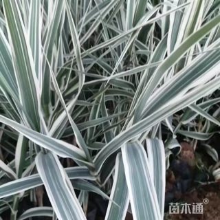 高度20厘米花叶芦竹