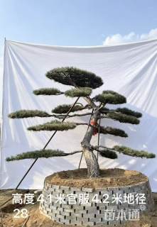 高度410厘米精品别墅黑松