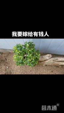 高度70厘米水杨梅