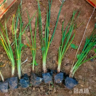 高度28厘米紫娇花