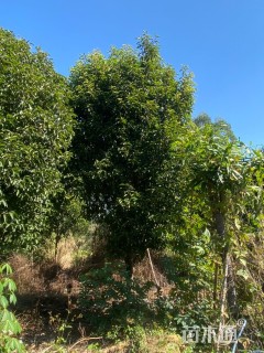 12公分香榄