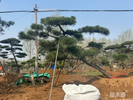 20公分造型黑松