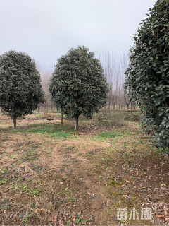 13公分桂花