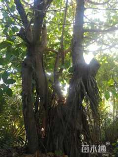 65公分橡胶榕