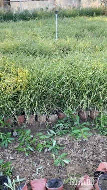 高度40厘米斑叶芒