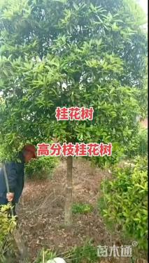 10公分高杆桂花