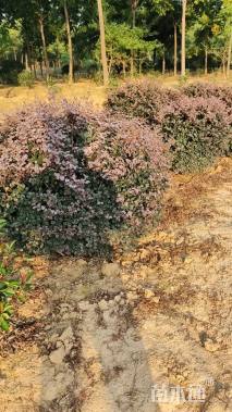 冠幅80厘米红花继木球