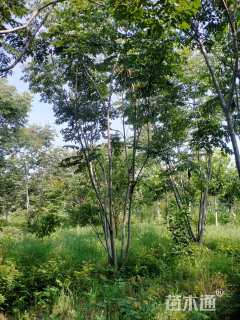 40公分(3杆)丛生栾树