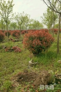 冠幅100厘米红叶石楠球