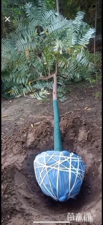 10公分火炬树