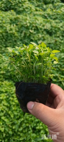 高度15厘米千屈菜