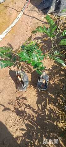 高度25厘米红绒球