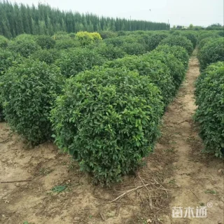 冠幅100厘米榆叶梅球