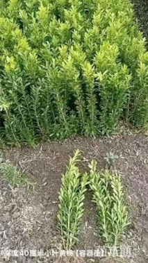 高度40厘米小叶黄杨