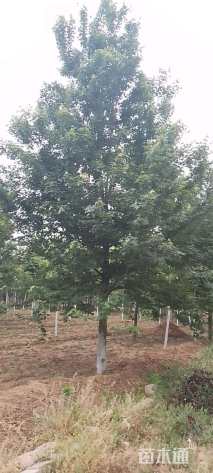 18公分美国红枫