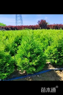 高度50厘米蜀桧