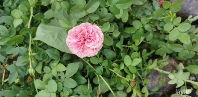 高度50厘米月季小苗