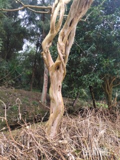 15公分大叶紫薇