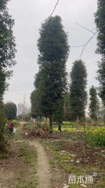 25公分桢楠
